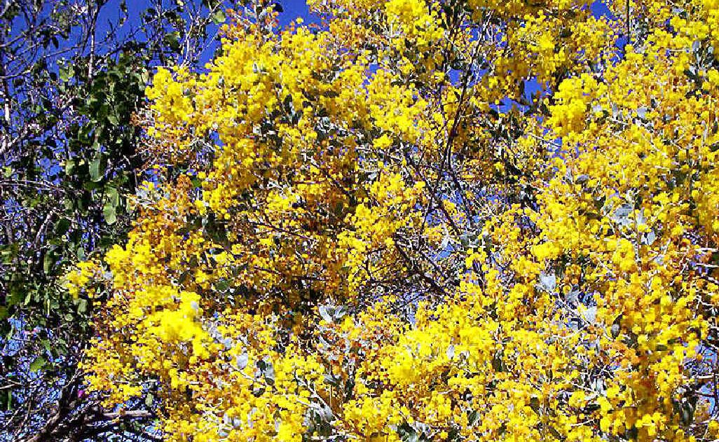 Acacia podalyriifolia Acacia podalyriifolia